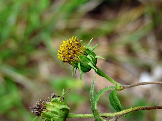 {Helianthus microcephalus}